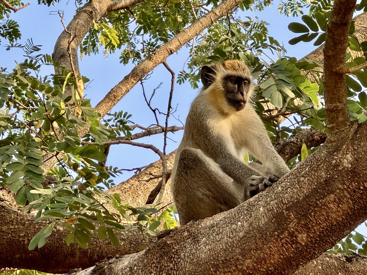 Lees meer over het artikel Vanlife in West-Afrika III, Senegal