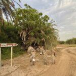 Vanlife in West-Afrika III, Senegal