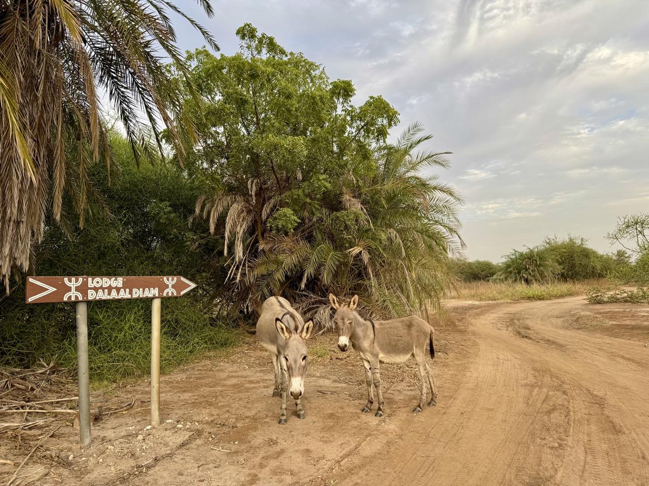 Je bekijkt nu Vanlife in West-Afrika III, Senegal